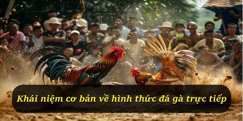 Khái niệm cơ bản về hình thức đá gà trực tiếp