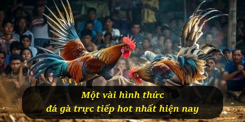 Một vài hình thức đá gà trực tiếp hot nhất hiện nay