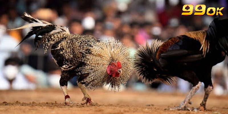 Những trường đá gà Campuchia nổi tiếng nhất hiện nay