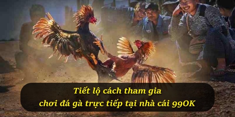 Tiết lộ cách tham gia chơi đá gà trực tiếp tại nhà cái 99OK