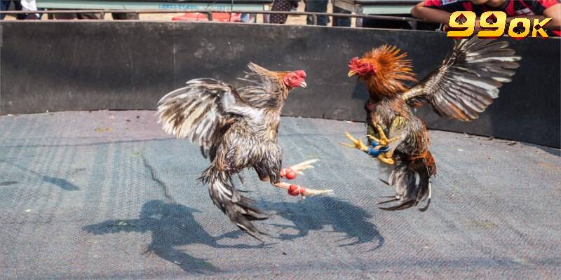 Tổng hợp một vài giống chiến kê xuất hiện trong đá gà Campuchia