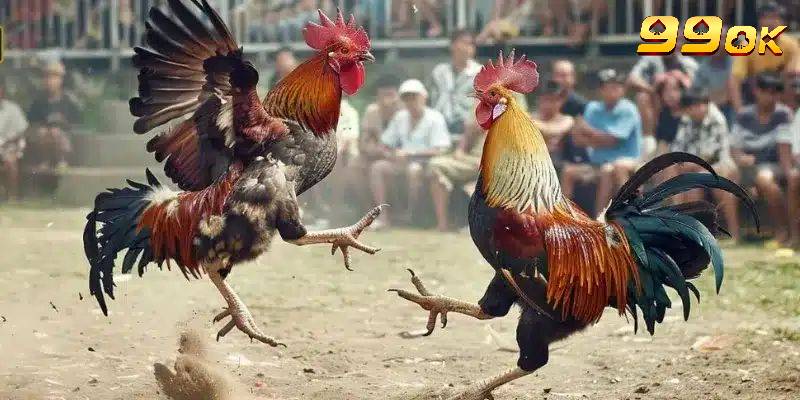 Tổng quan những thông tin cơ bản về đá gà Campuchia